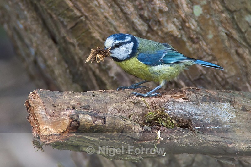Blue Tit collecting nest material at Otmoor - Blue Tit