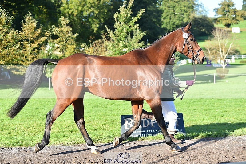 231022-102012-22419 - 433-WILLIAM-Laura.Sharpe-TrotUp+SJ