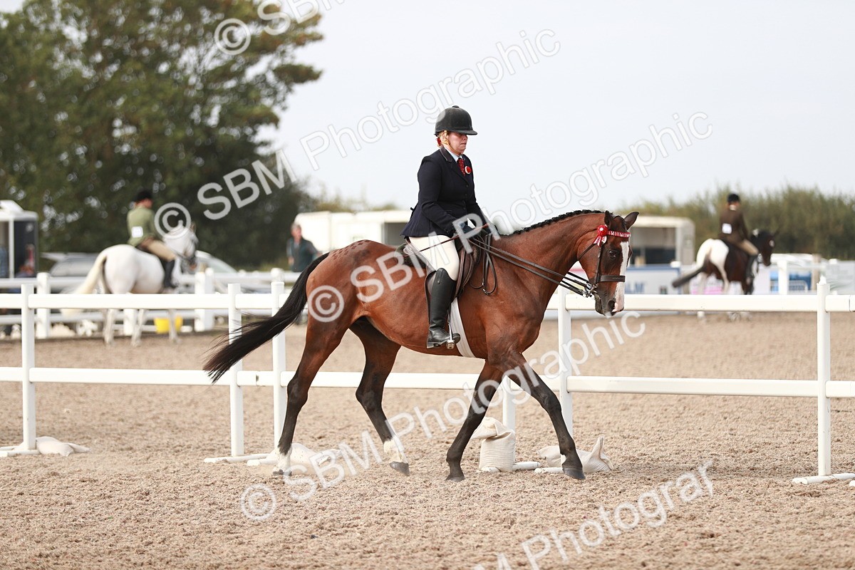 SBM_17441 - Class 215 Ridden Hack/ Riding Horse
