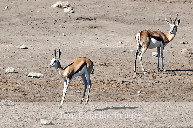 Springbok  (pronking) - Etosha National Park ~ Mammals