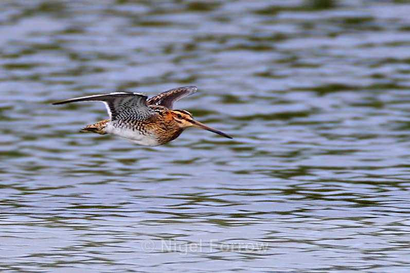 Snipe in flight at Otmoor - Snipe