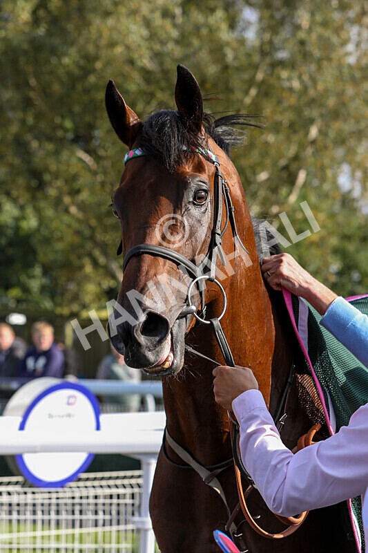 310824-Race 6-Amphius-1977 - Race 6