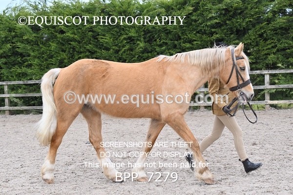 BPP_7279 - RING 1  (RIDDEN HORSES / IN HAND / VETERAN ETC)