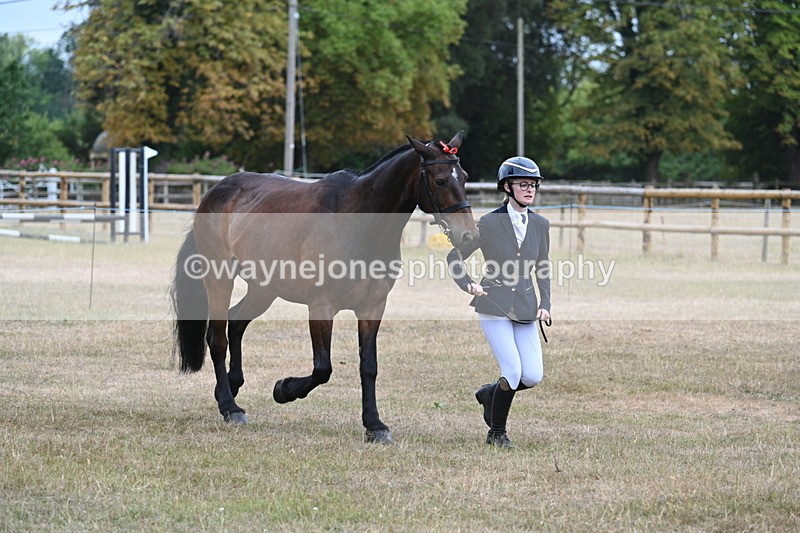 WJ7_9789 - Class 5a Most Handsome Gelding (above 14.2hh)