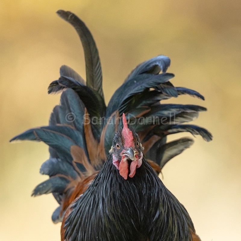 Ferdinand SD2557 - Greeting Cards