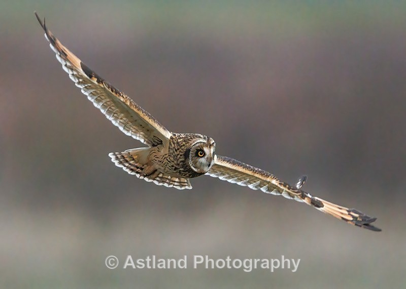 Short-eared Owl - Latest Images