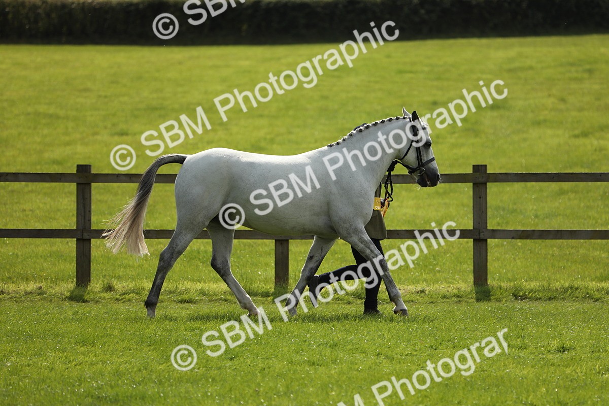SBM_65646 - S48 - Show Pony & Show Hunter Pony In Hand