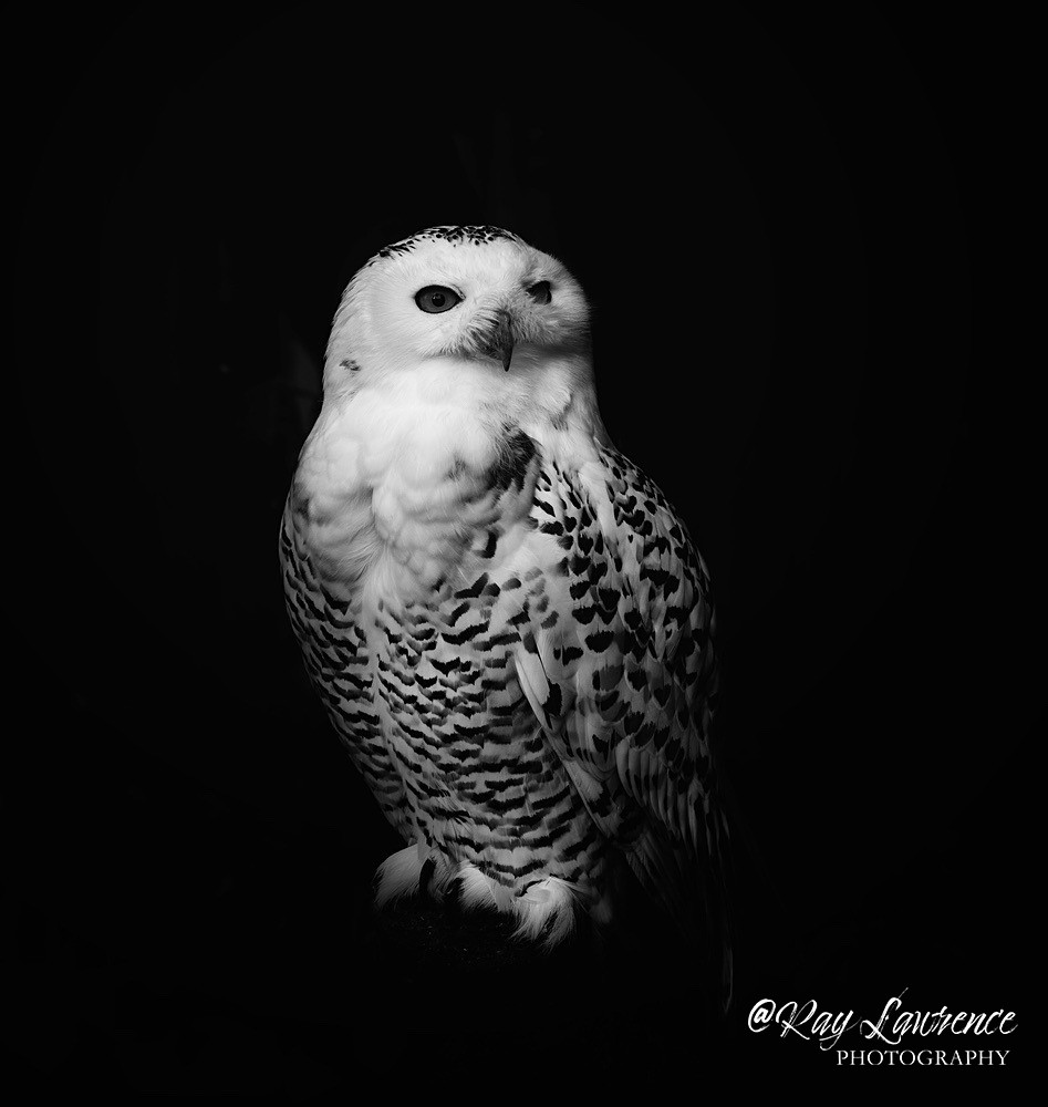 20211116-RLP_5846 - Wildlife - Other