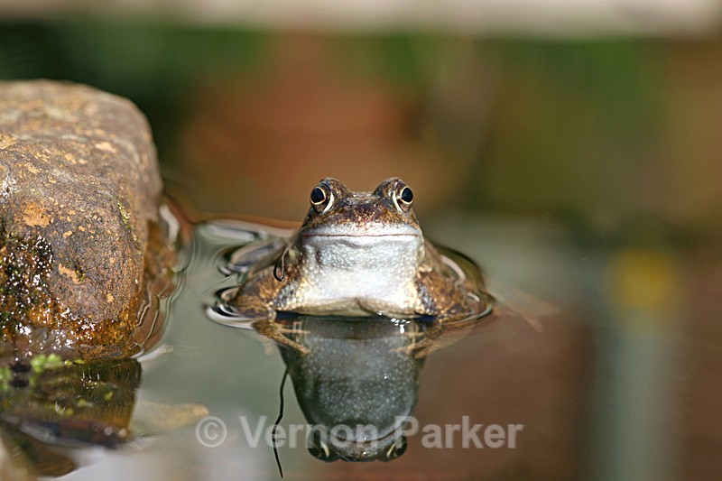 Frog 1 - Wildlife