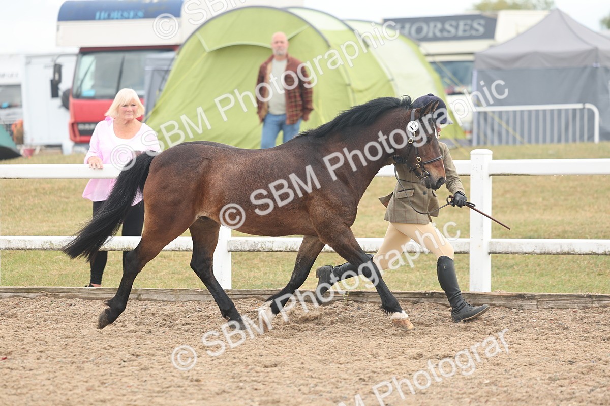 SBM_08506 - Class 29 - IH Veteran Pony