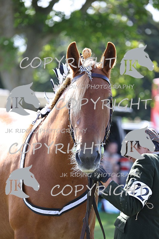 APP_3191 - Class 3 Youngstock