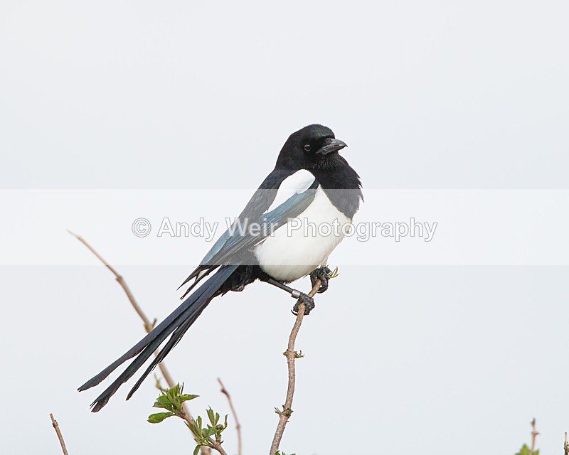 20130427-_MG_3134 - Corvids