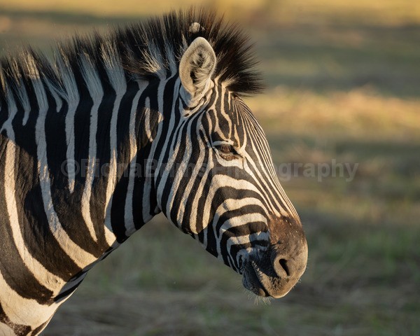 Africa-177 - African Wildlife
