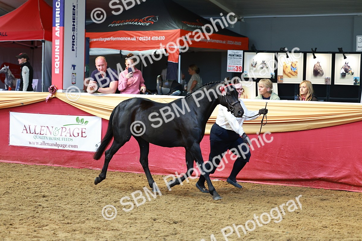 SBM_18596 - Class 903 - Sup Final - IH Pre Vet