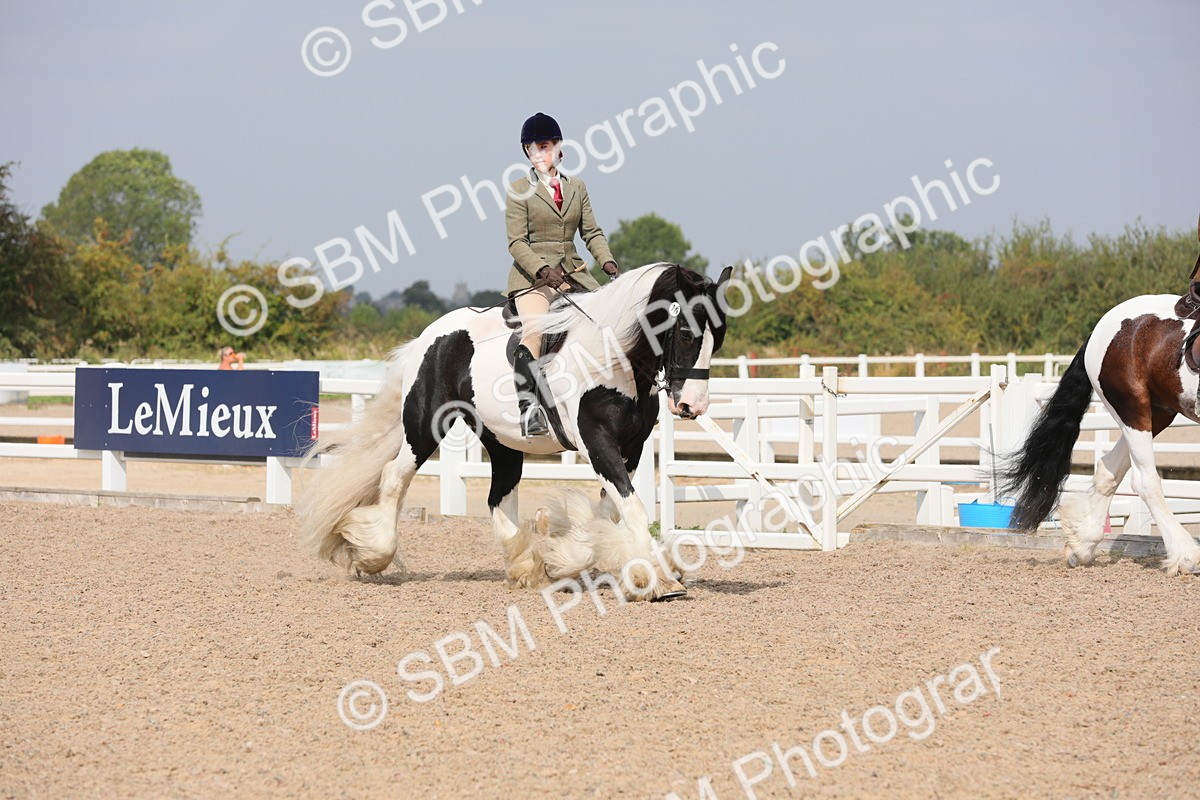 SBM_13341 - Class 308 Ridden Coloured Horse