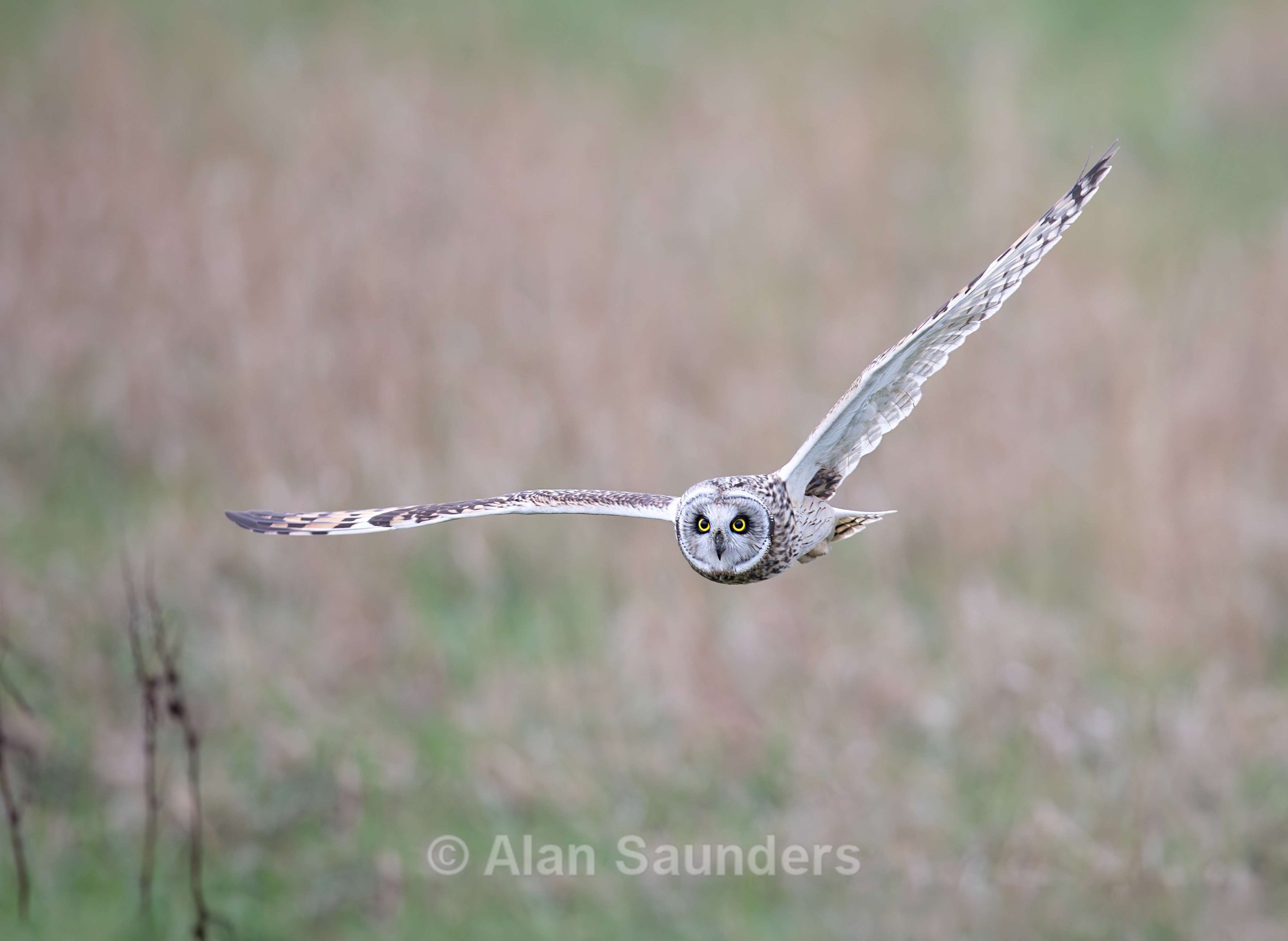 Short Eared Owl