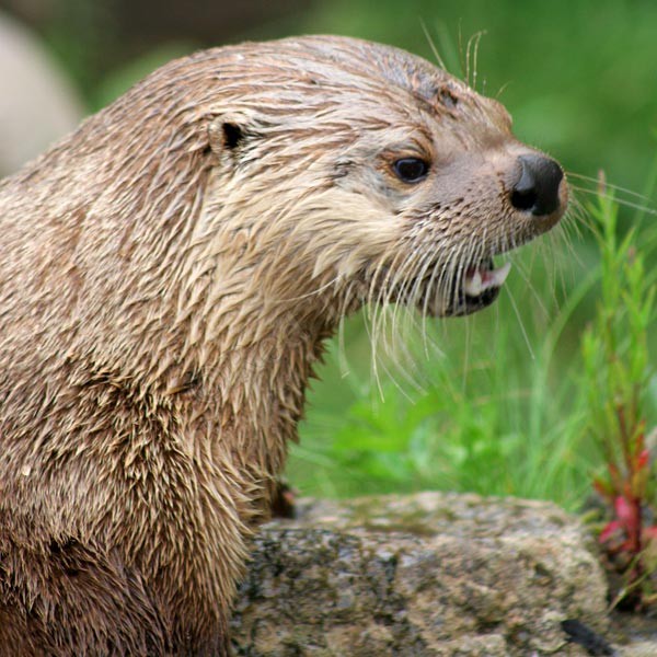 Otter Head