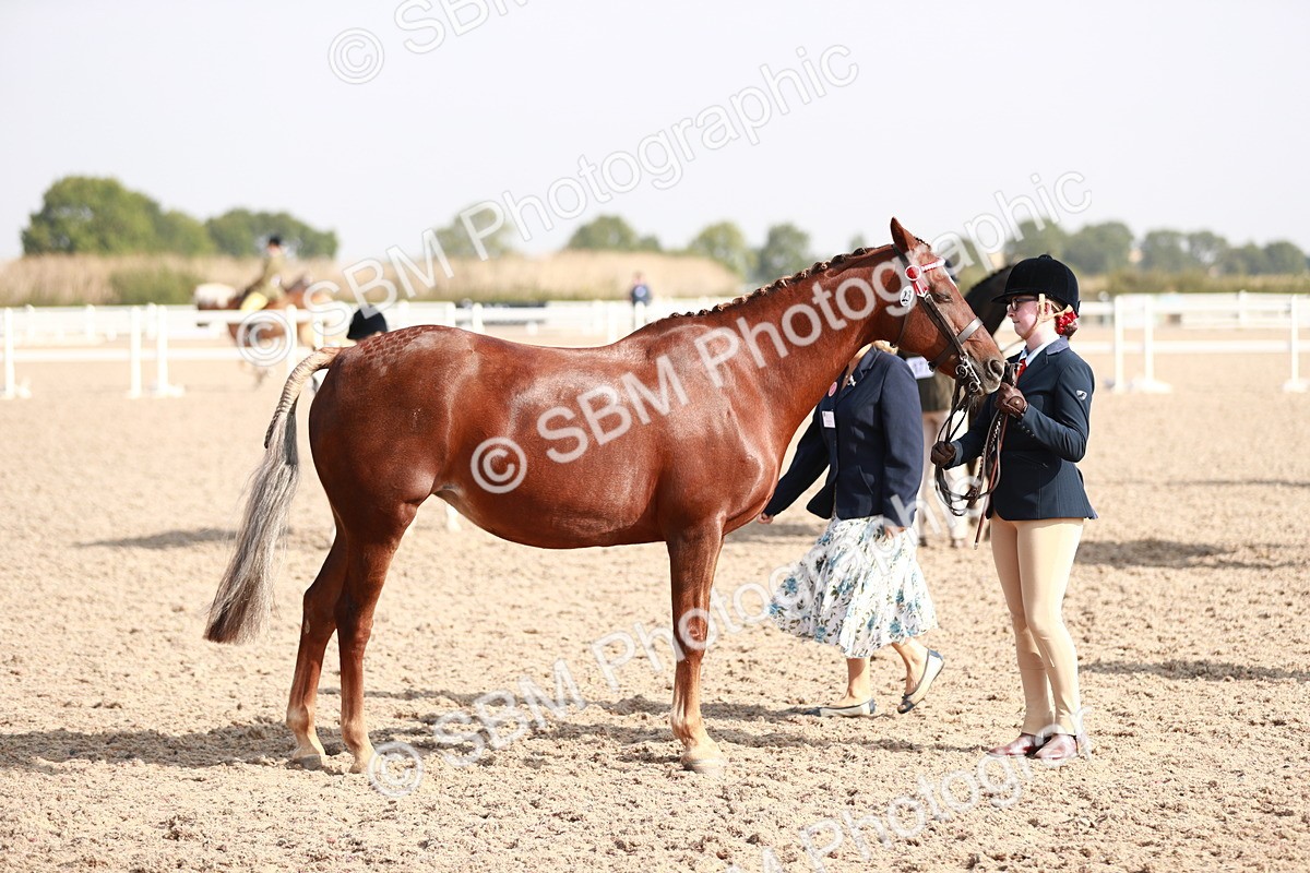 SBM_11095 - Class 205 IH Show Pony/ Show Hunter Pony
