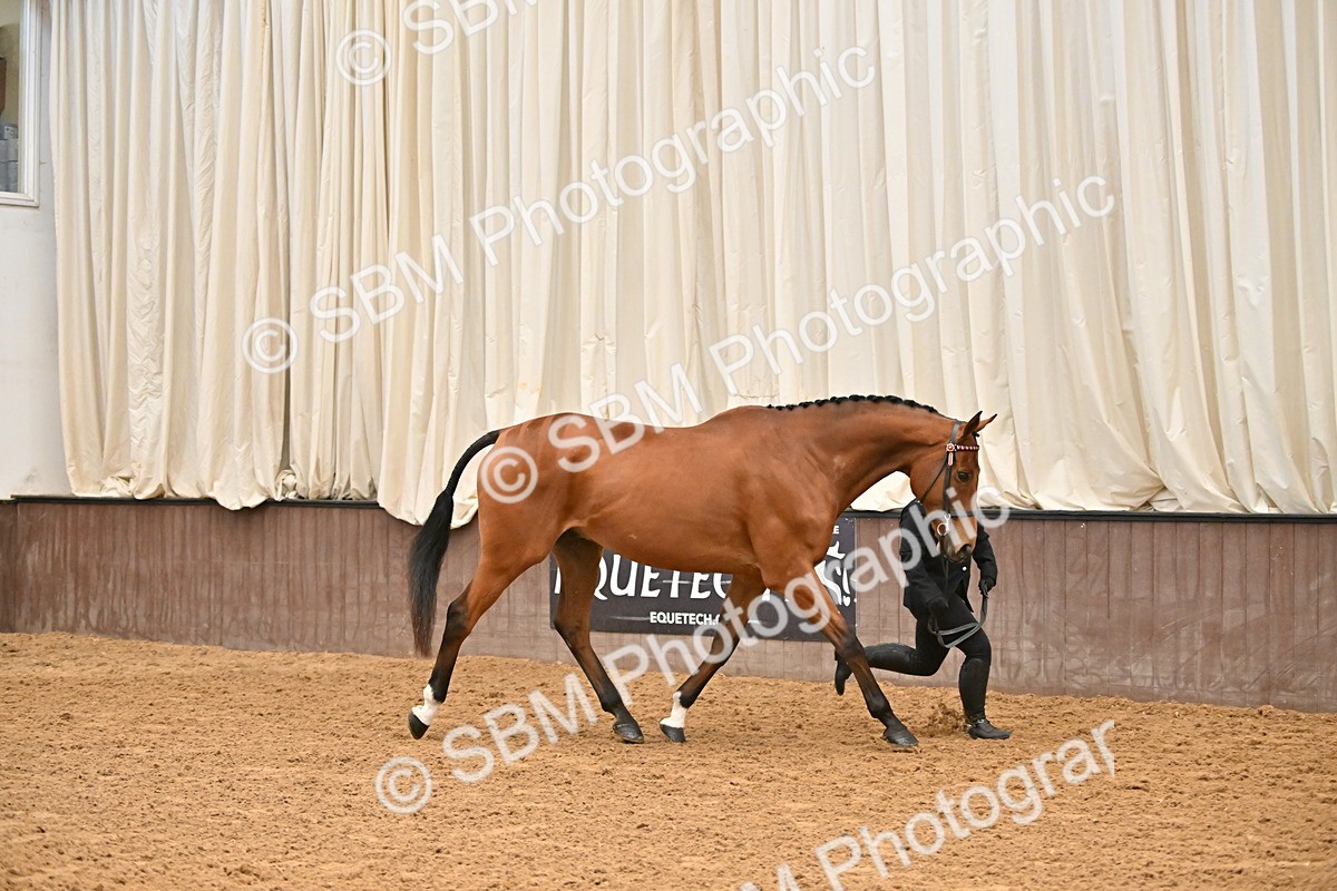 SBM_000125 - Class 6 - BSHA In Hand Racehorse to Show Horse