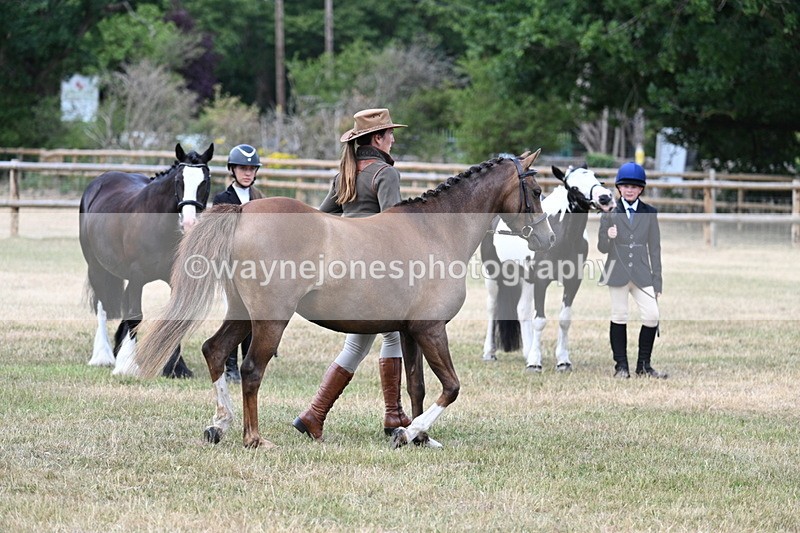 WJ7_1537 - Class 4 Prettiest Mare up to 14.2hh in hand