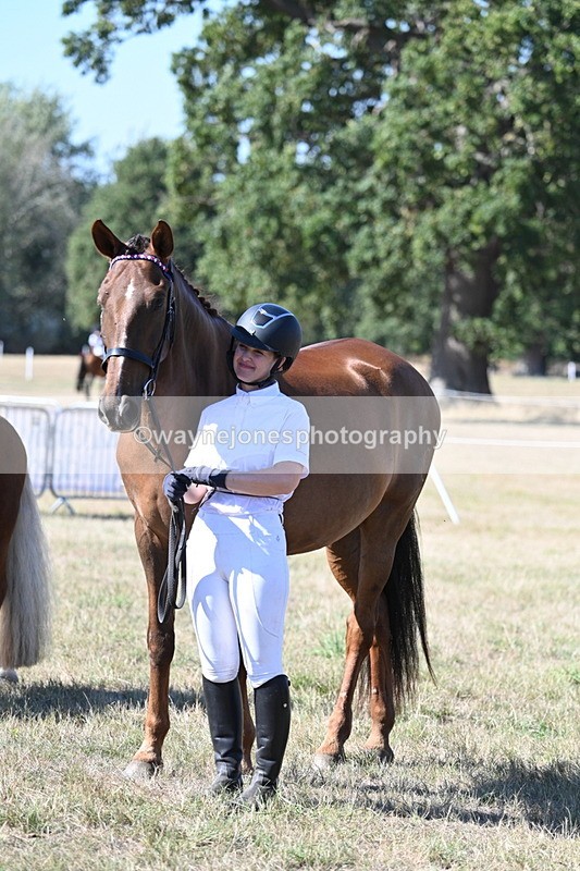 WJ7_1696 - Class 42 Most Handsome Gelding
