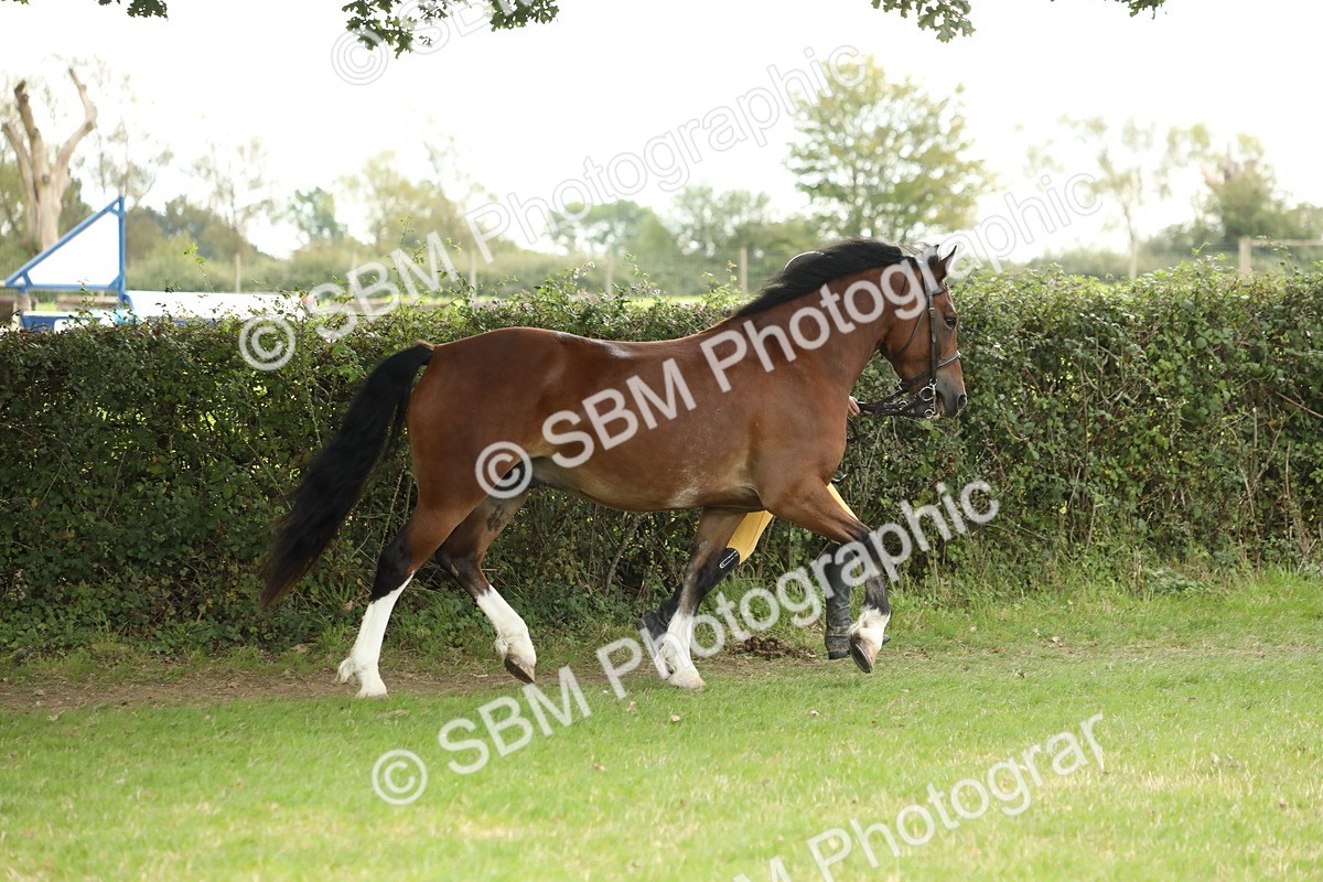 SBM_65362 - S47 - Mountain & Moorland In Hand Large Breeds