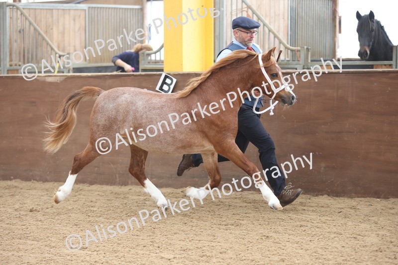 20251109-0499 - Class 18 - Yearling, Colt, Filly or Gelding