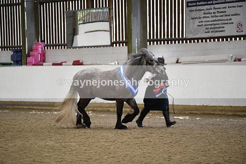 WJ5_5871 - Morning in hand Championship