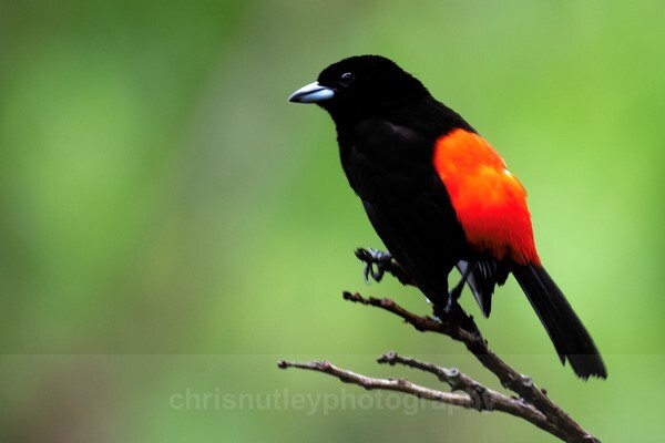  - Birds of Costa Rica and Mauritius