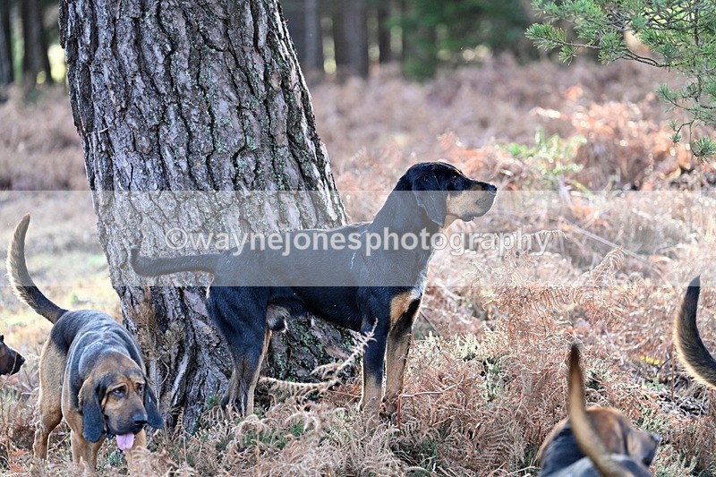 WJ7_7588 - Line 3 (no line 4 or 5)