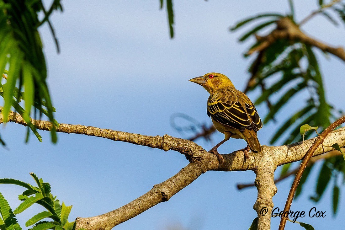Village Weaver - Gambia 2025