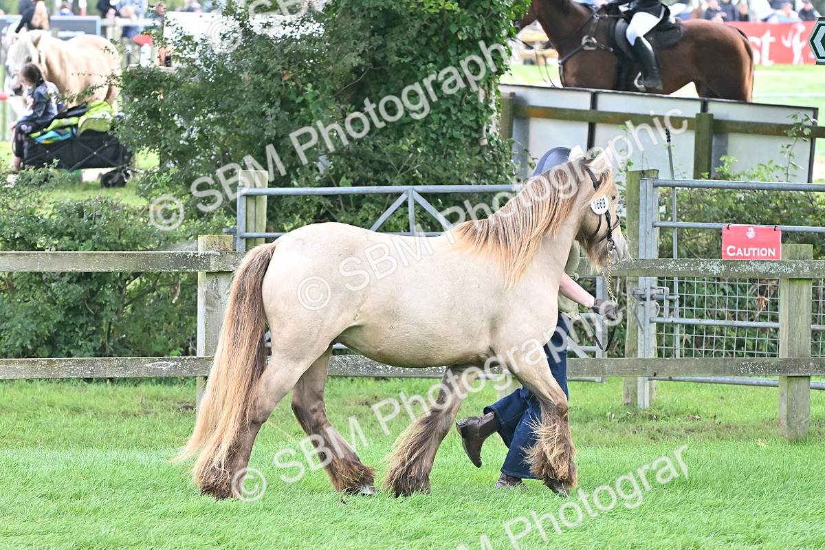 SBM_56875 - S45 - Coloured Pony In Hand