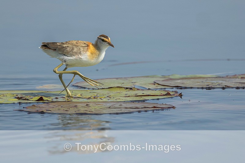 Lesser Jacana - Botswana ~ Birds