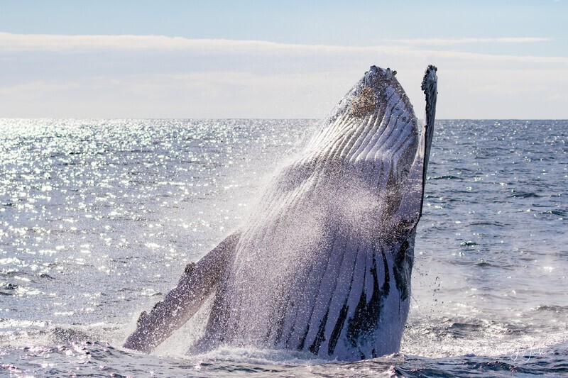 0A3A7730. Sunrise Breach 12 - 2023 Whale Photos