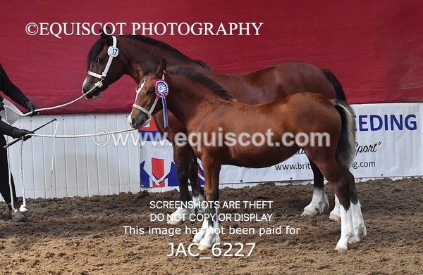 JAC_6227 - 17 Avonmore Little Maeda