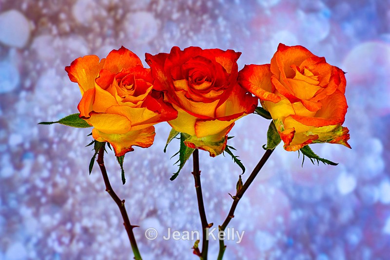 Three Orange and Yellow Roses - DSC_0862 - Orange