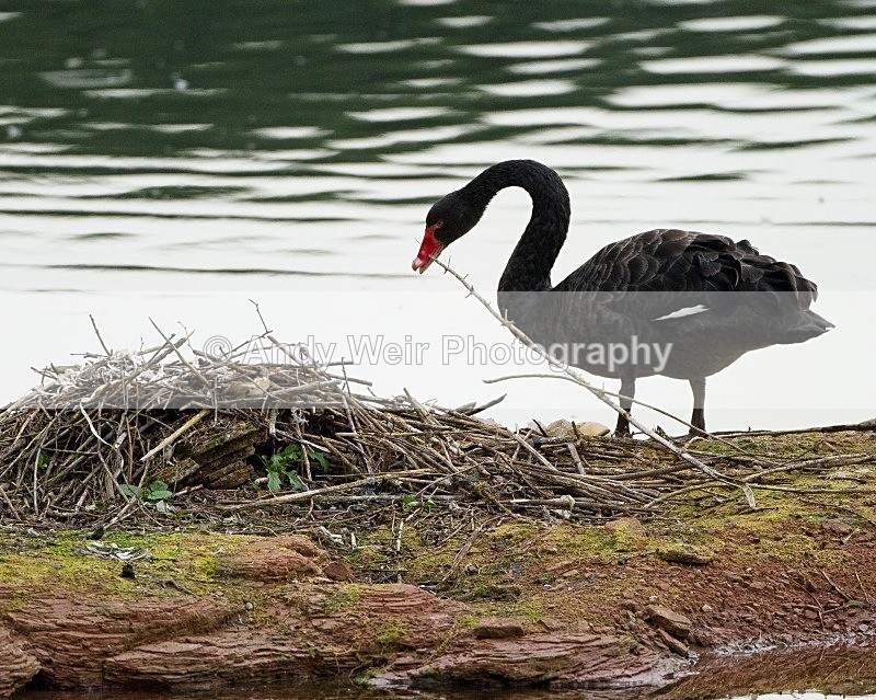 20110826-_MG_6605 - Black Swan
