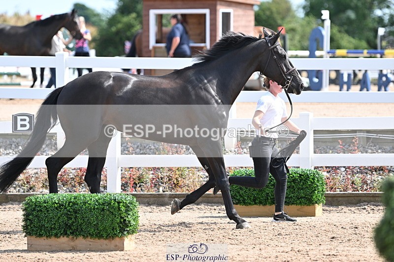 240717A-153959-02961 - Trot Up 3pm to 4pm