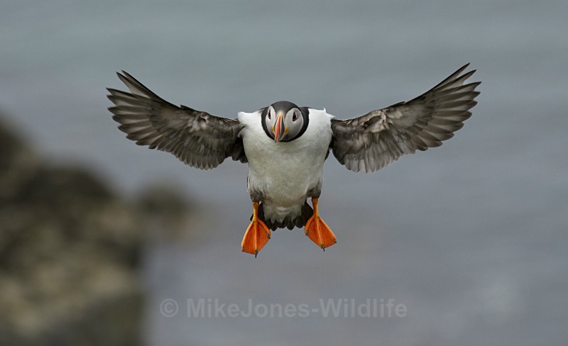 Puffin, Isle of Lunga, Inner Hebrides, Scotland - FAVOURITES WILDLIFE GALLERY. Selected images from the wildlife collections.