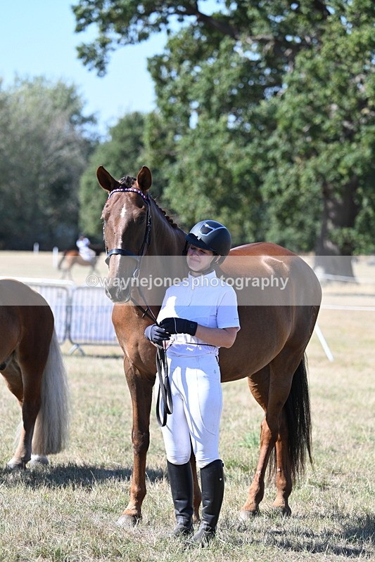 WJ7_1688 - Class 42 Most Handsome Gelding
