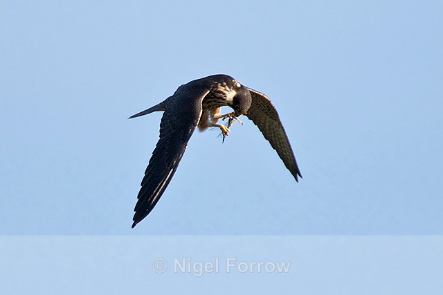 Hobby eating a dragonfly in flight at Otmoor RSPB - Hobby