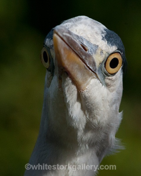 Great Blue Heron - Wildlife and Animals