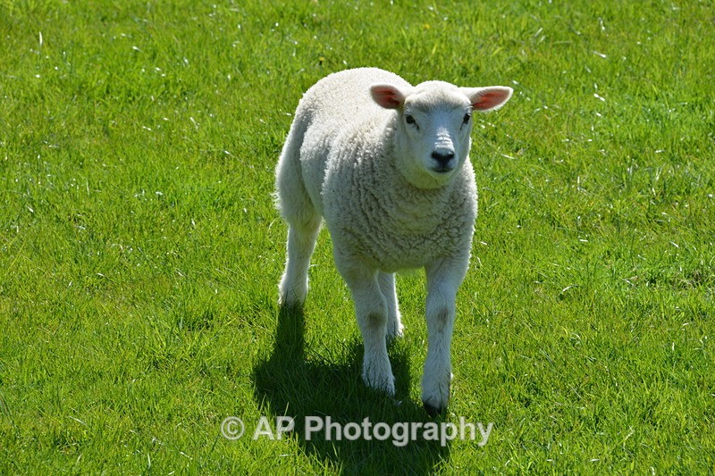 ACP_4152 - Sheep