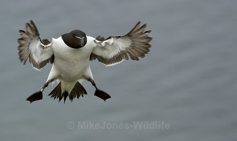 Razorbill, Isle of Mull - ISLE OF MULL WILDLIFE, Wildlife images from the Inner Hebrides