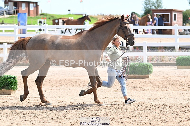 240717A-151129-02632 - Trot Up 3pm to 4pm