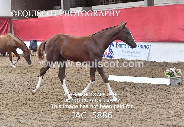 JAC_5886 - 11 Pandora of Westoak