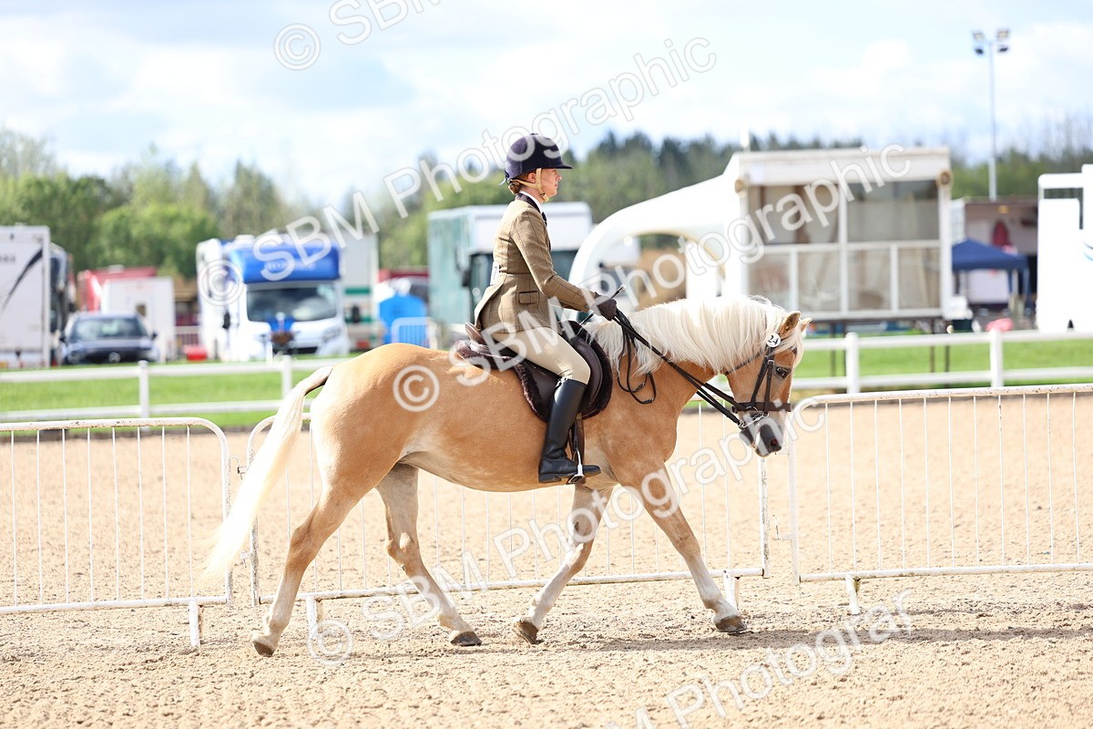 SBM_10752 - Class 305 - Ridden Foreign Breeds - Pure Bred