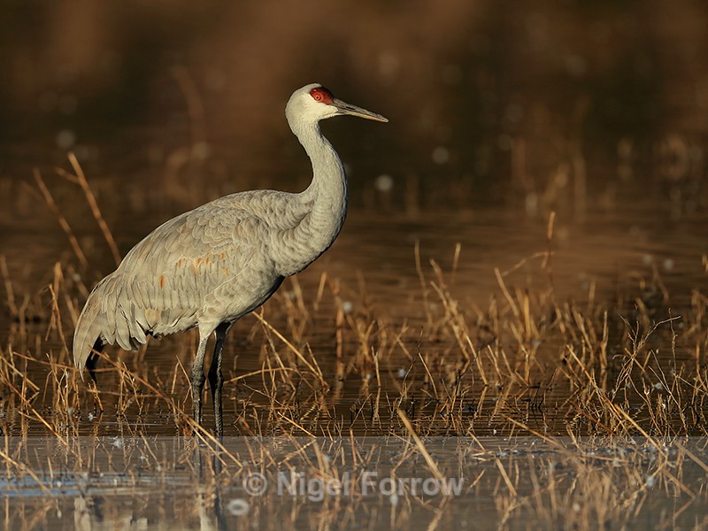 Adult Sandhill Crane, South Pond, Bosque del Apache, New Mexico - Sandhill Crane