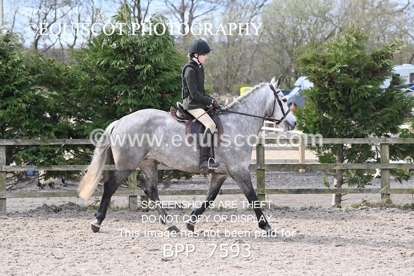 BPP_7593 - RING 1  (RIDDEN HORSES / IN HAND / VETERAN ETC)