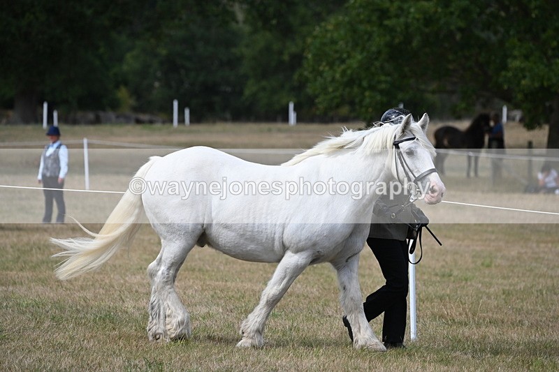 WJ6_6419 - Class 20 In-hand Cob